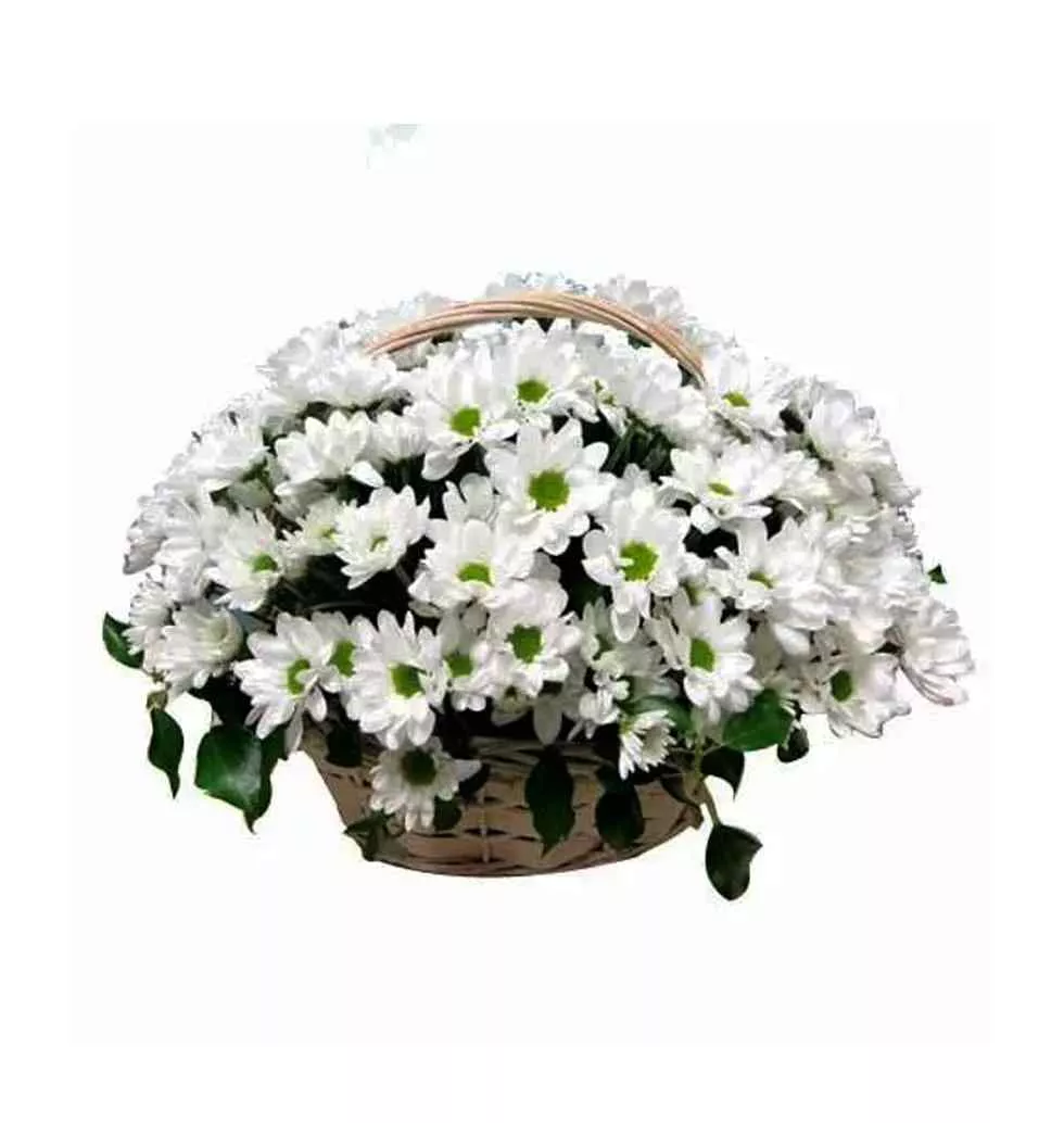 Majestic Gratitude Blooms White Daisies Basket