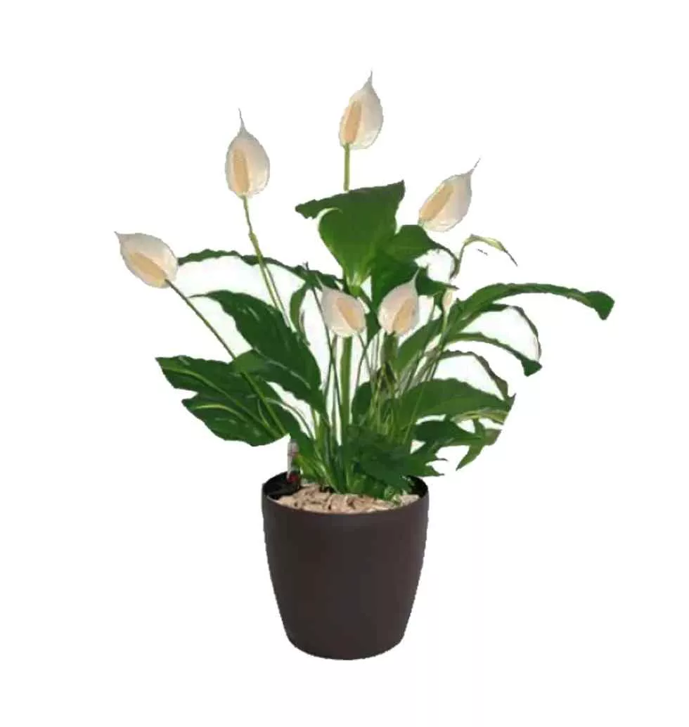 The Graceful And Air Purifying Houseplant