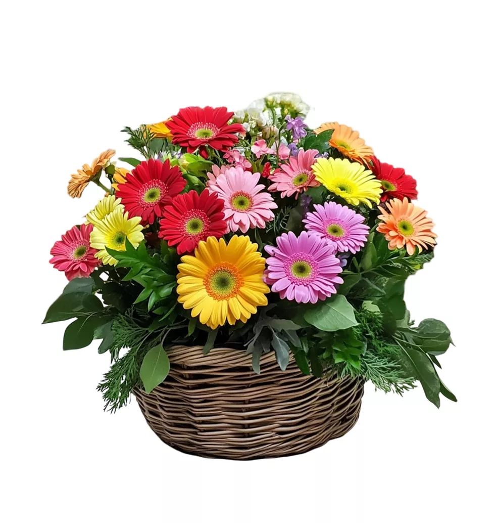 Colorful Gerbera Joy